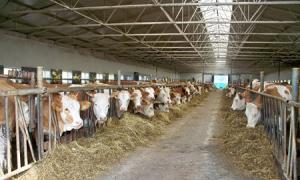 Бизнес-план скотоводства или Как организовать собственную ферму?
