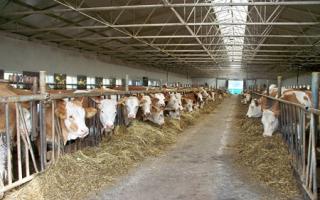 Бизнес-план скотоводства или Как организовать собственную ферму?